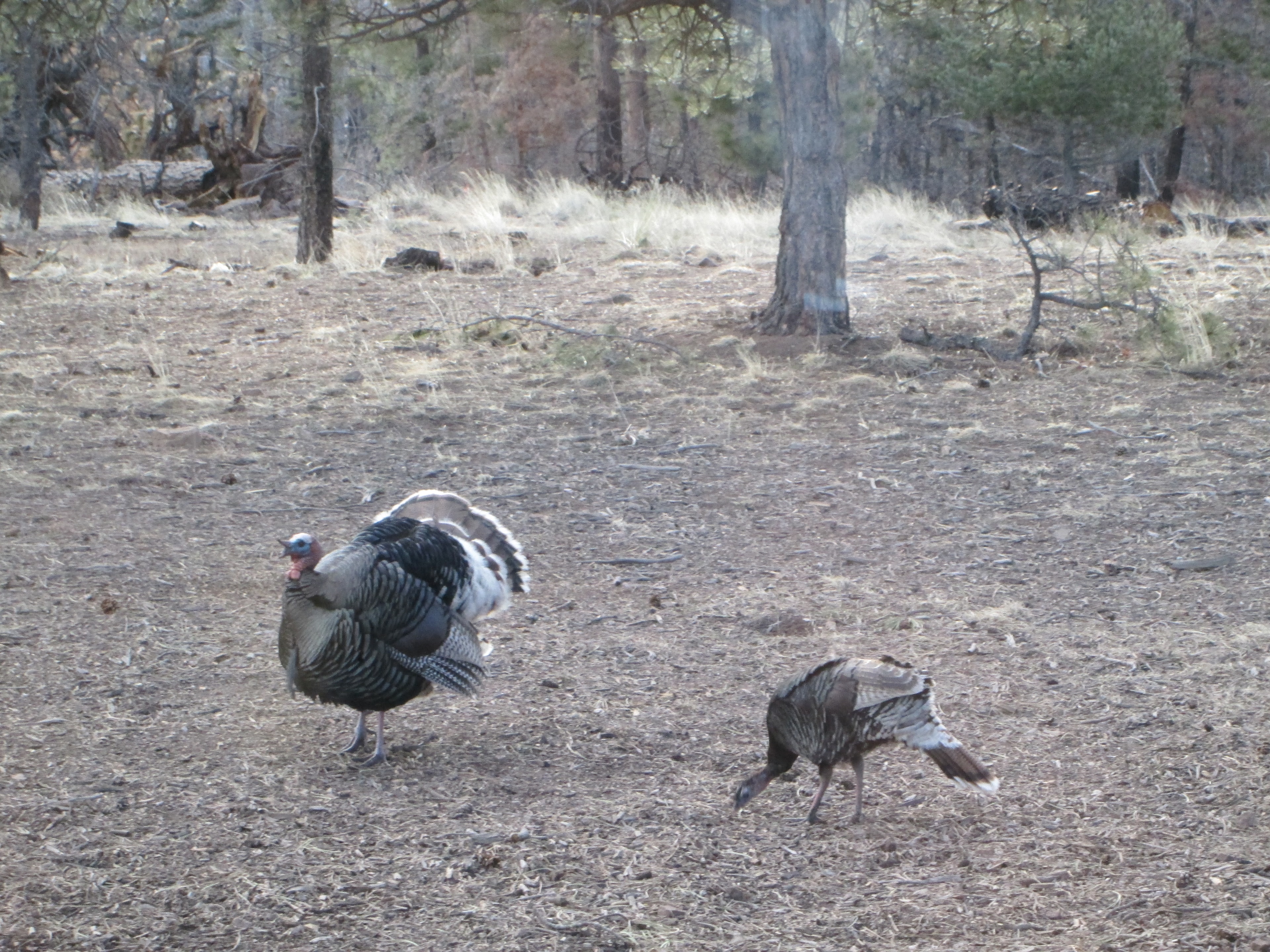 Wild turkeys in Forbes Park forest
