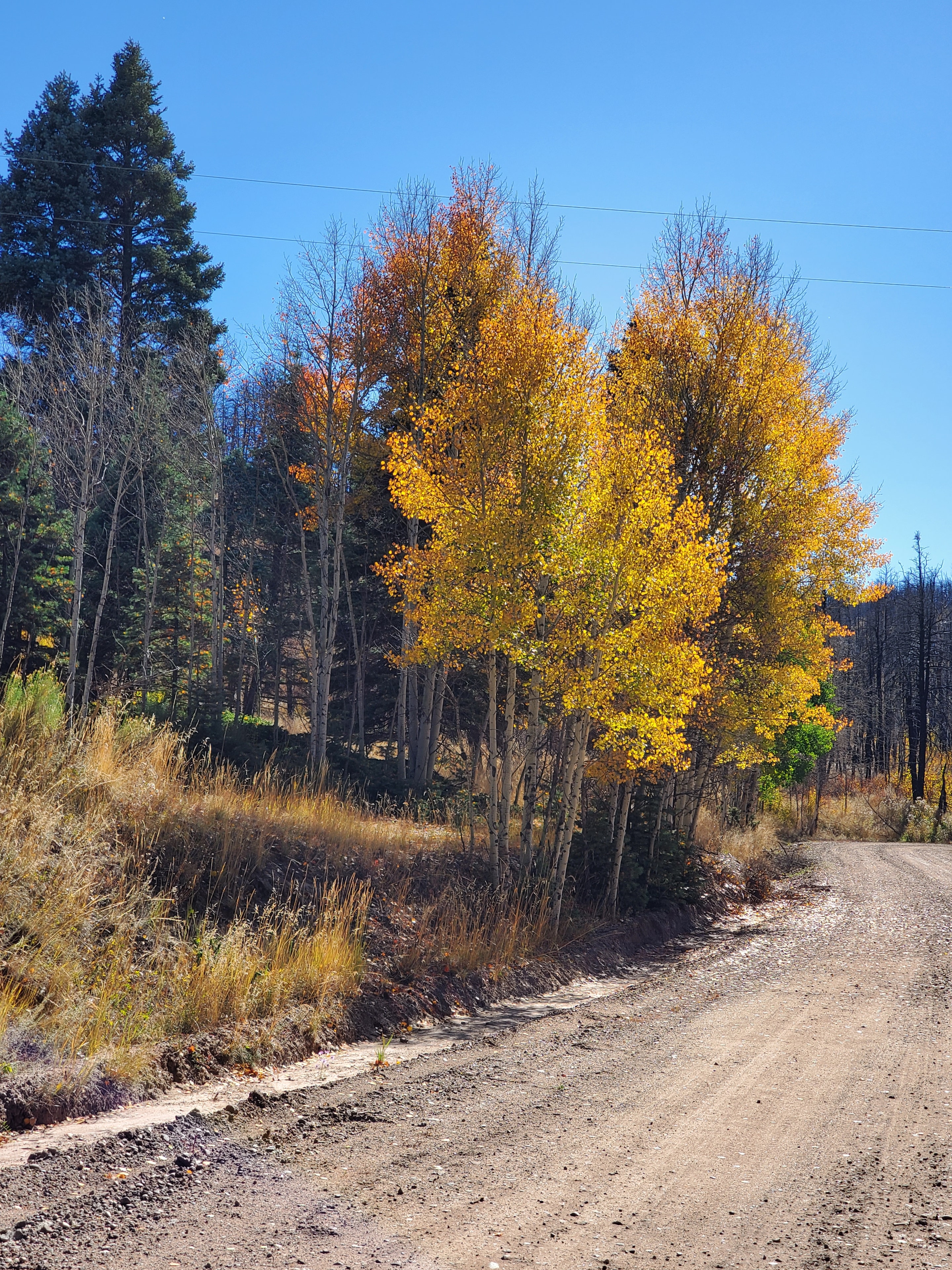 Golden aspen tree beside a dirt road with burned forest in Forbes Park