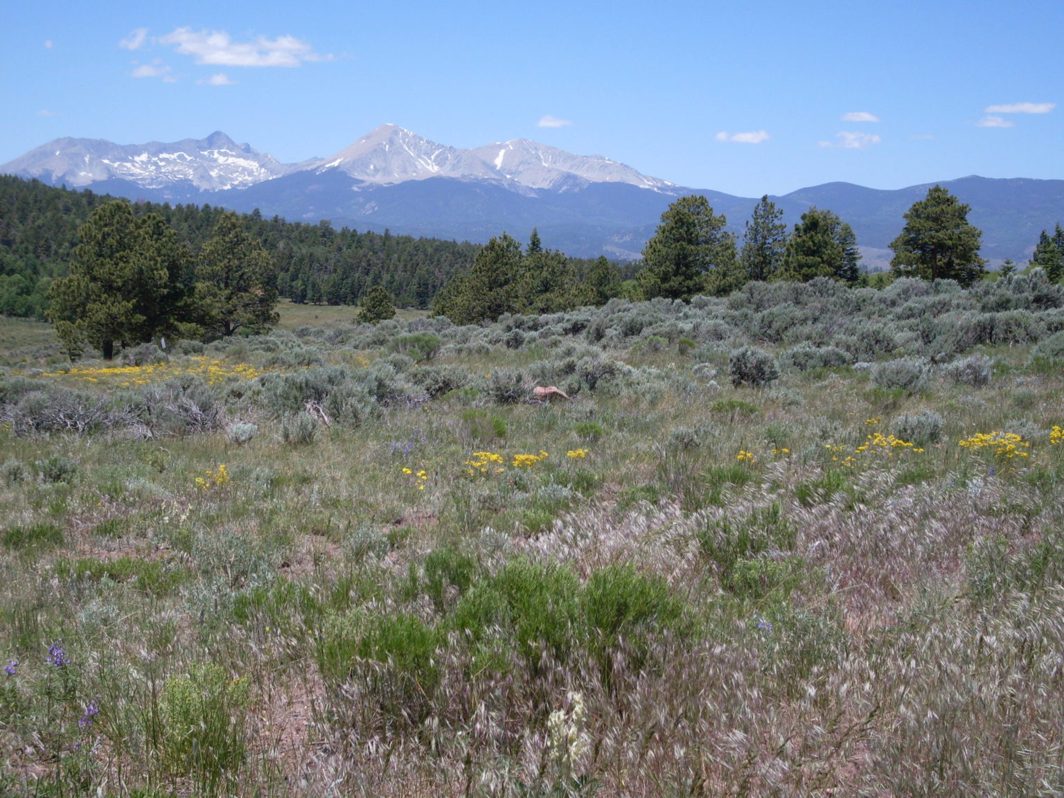 Forbes Park Land Owners Association